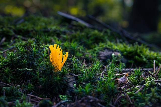 pengertian ciri reproduksi lumut tanduk