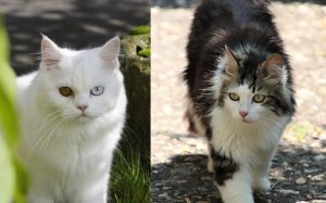 perbedaan kucing anggora dan persia