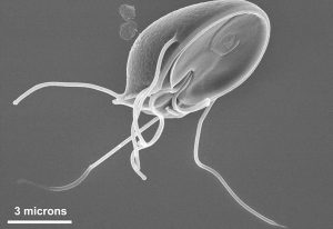 pengertian ciri ciri klasifikasi protista