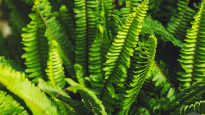 apa itu tumbuhan paku sejati