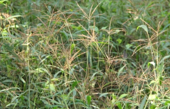 manfaat rumput belulang