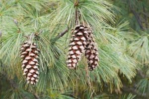 apa itu gymnospermae
