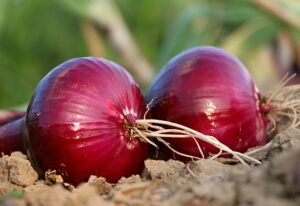 klasifikasi dan morfologi bawang merah