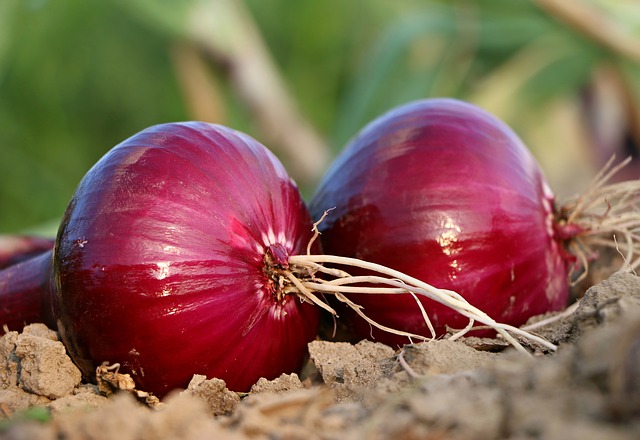 klasifikasi dan morfologi bawang merah