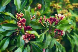 manfaat daun cengkeh bagi kesehatan