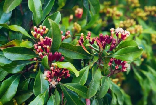 manfaat daun cengkeh bagi kesehatan