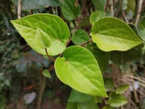 manfaat daun dadap untuk kesehatan
