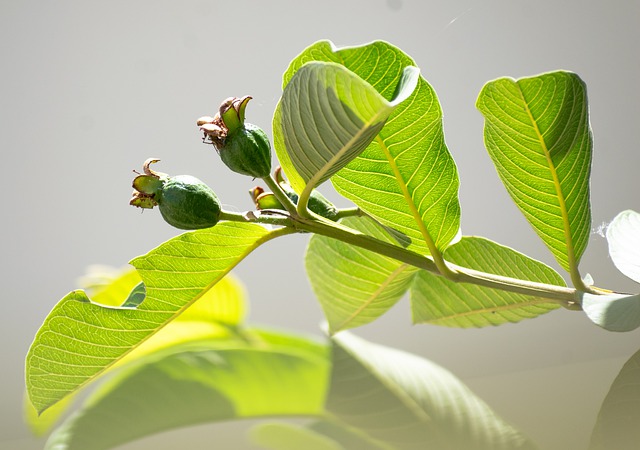 manfaat daun jambu biji