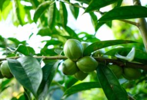 manfaat daun mahkota dewa