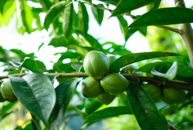 manfaat daun mahkota dewa