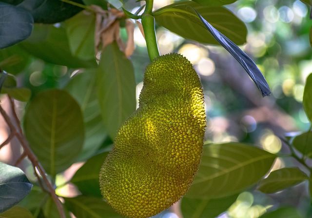 manfaat daun nangka