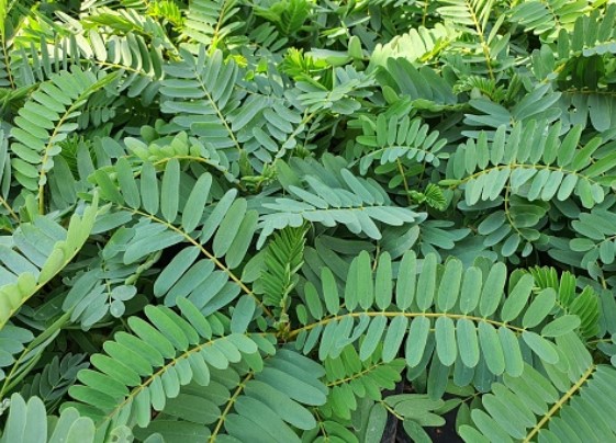 manfaat daun turi untuk kesehatan