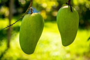 klasifikasi dan morfologi tanaman mangga