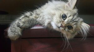 sejarah kucing persia