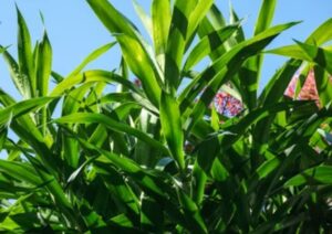 manfaat daun suji