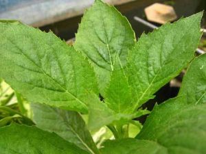 manfaat daun sintrong