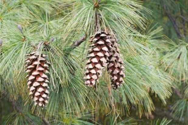 apa itu gymnospermae