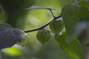 manfaat daun ciplukan