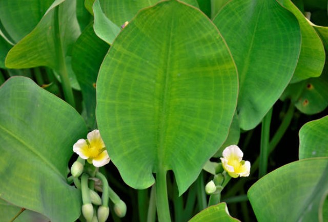 manfaat daun genjer