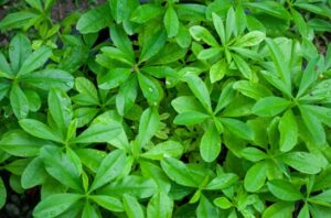 manfaat daun ginseng jawa