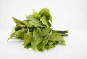 manfaat daun melinjo