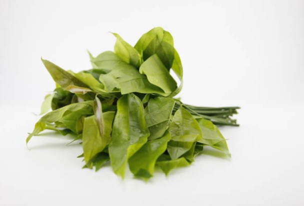 manfaat daun melinjo