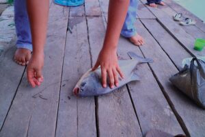 umpan ikan bawal