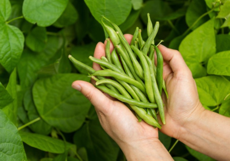 cara panen kacang buncis dan manfaat kacang buncis