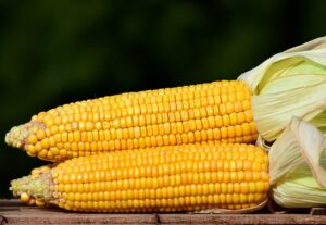 klasifikasi dan morfologi tanaman jagung manis