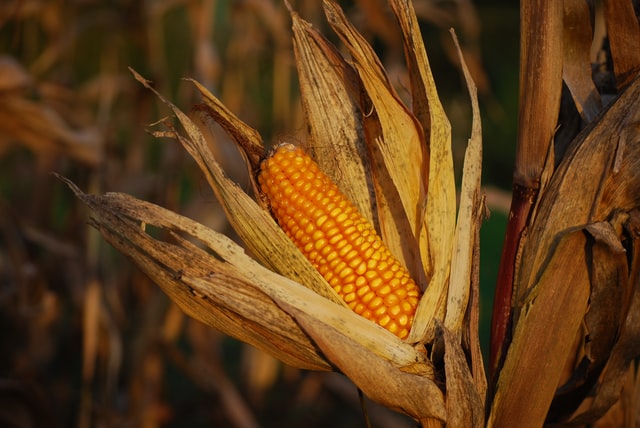 hama dan penyakit jagung manis