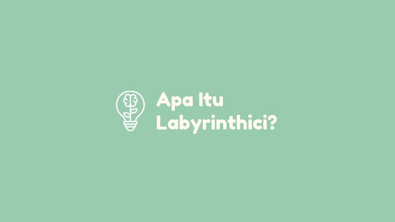 apa itu Labyrinthici